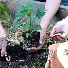 Lade das Bild in den Galerie-Viewer, Gemeinsam garteln! Bio Langzeitdünger aus Schafwolle.